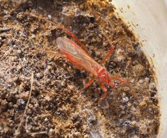 Polytoxus sanguineus