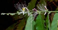 Capparis micracantha