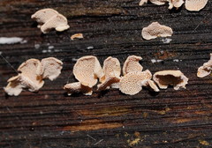 Panellus luxfilamentus