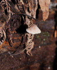 Mycena austrofilopes
