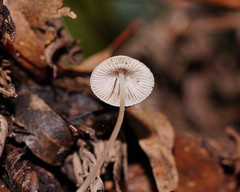Mycena austrofilopes