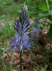 Phyteuma persicifolium