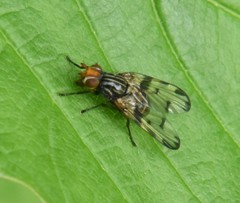 Otites porcus