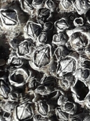 Austrominius modestus