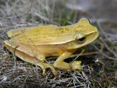Boana guentheri