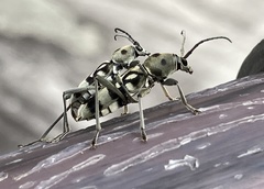 Chlorophorus macaumensis