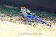 Platycercus eximius x adscitus