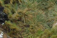 Poa foliosa