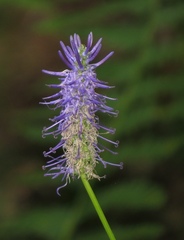 Phyteuma persicifolium