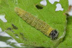 Netrobalane canopus