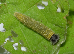 Netrobalane canopus