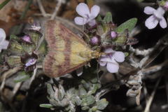 Pyrausta sanguinalis