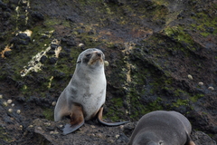 Arctocephalus tropicalis
