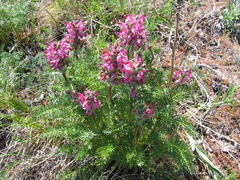 Pedicularis rubens
