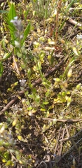 Myosotis stricta