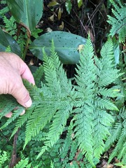 Pteris tremula