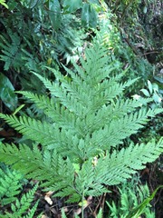 Pteris tremula