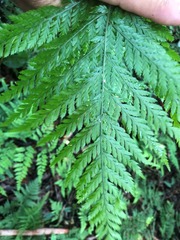 Pteris tremula