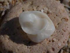 Thylacodes arenarius