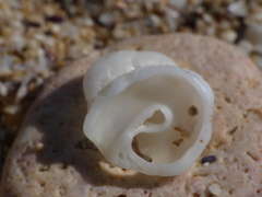 Thylacodes arenarius