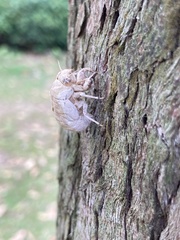 Cryptotympana atrata