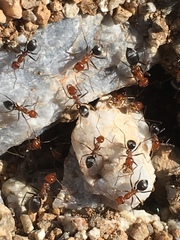Myrmecocystus