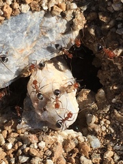 Myrmecocystus