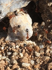 Myrmecocystus