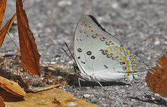 Polyura delphis