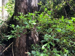 Psychotria daphnoides