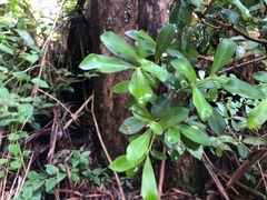 Psychotria daphnoides