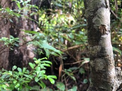 Psychotria daphnoides