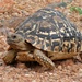 Leopard Tortoise - Photo (c) Bernard DUPONT, some rights reserved (CC BY-SA)