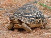 Leopard Tortoise - Photo (c) Bernard DUPONT, some rights reserved (CC BY-SA)