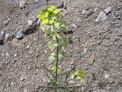 Erysimum flavum
