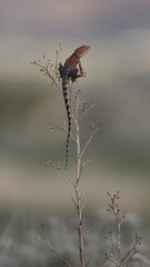 Ctenophorus caudicinctus