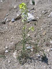 Erysimum flavum