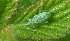 Polydrusus planifrons