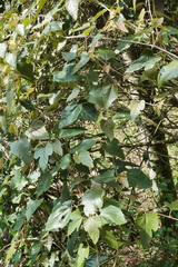 Vitis kelungensis