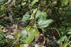 Vitis kelungensis