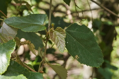 Vitis kelungensis
