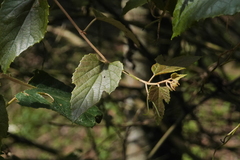 Vitis kelungensis
