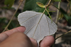 Vitis kelungensis
