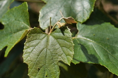 Vitis kelungensis