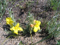 Cymbaria daurica