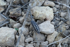 Porcellio ornatus