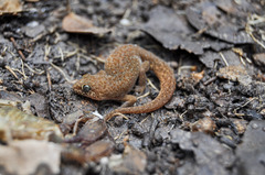 Pachydactylus punctatus