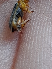 Xanthogaleruca luteola