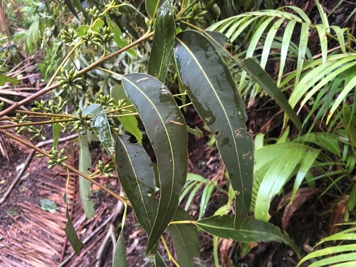 Sydney Blue Gum