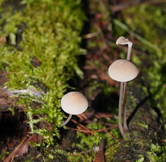 Mycena austrofilopes